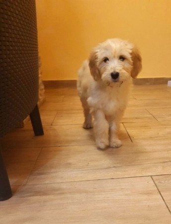 Golden retriever uszkár goldendoodle