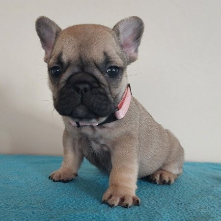 Francia bulldog