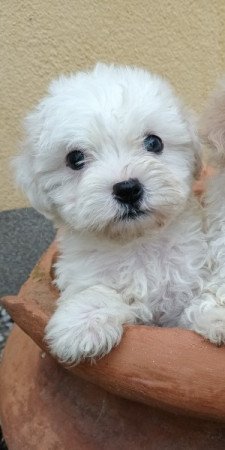 Havanese