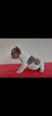 Francia bulldog