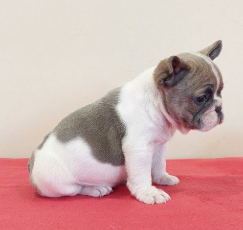 Francia bulldog