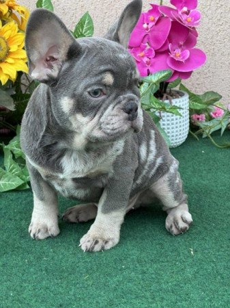 Francia Bulldog
