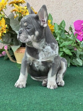 Francia Bulldog