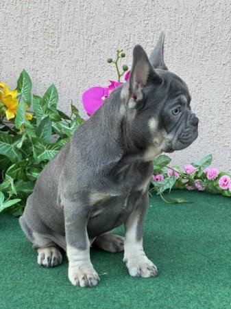 Francia Bulldog