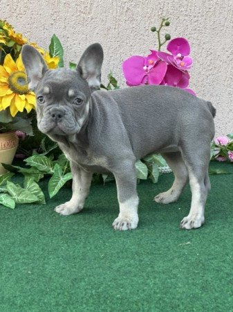 Francia Bulldog
