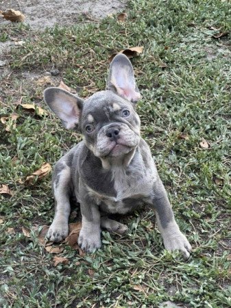 Francia Bulldog