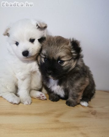 Törpe spicc kiskutyák