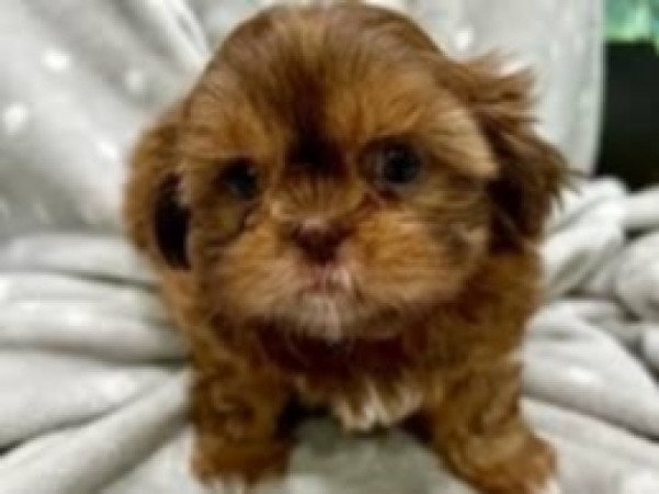 Shih tzu