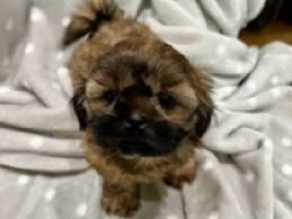 Shih tzu
