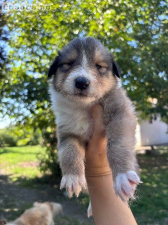 Kölyök skót juhász