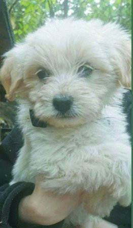 Bichon havanese