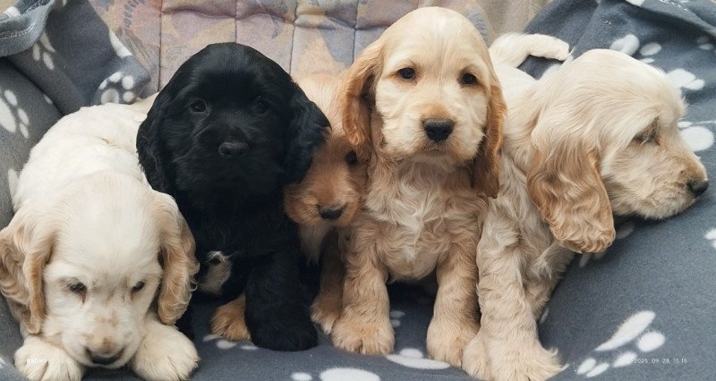 Angol cocker spániel