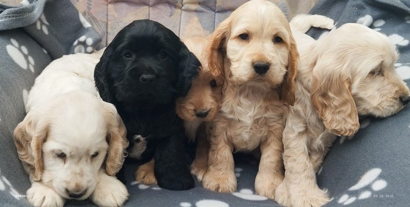 Angol cocker spániel