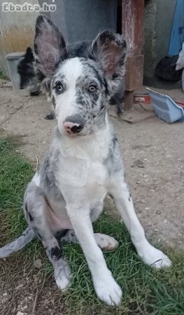 Eladó mudi kölykök