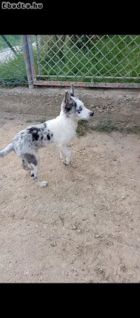 Eladó mudi kölykök