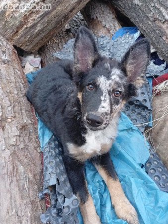 Eladó mudi kölykök