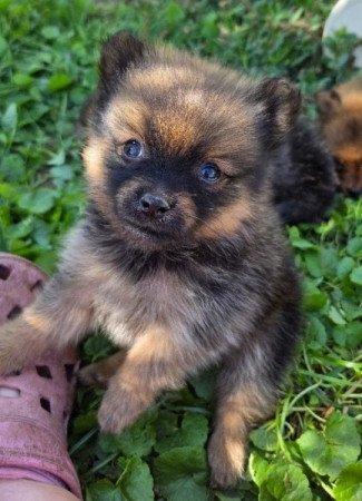 Német közép spicc