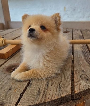 Német közép spicc