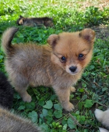 Német közép spicc