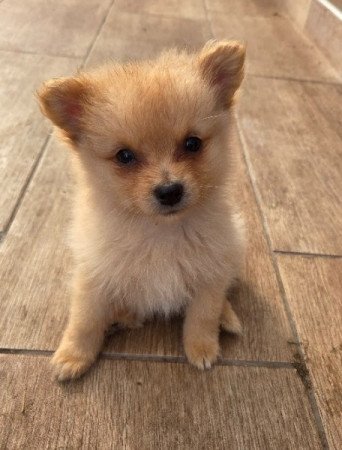 Német közép spicc