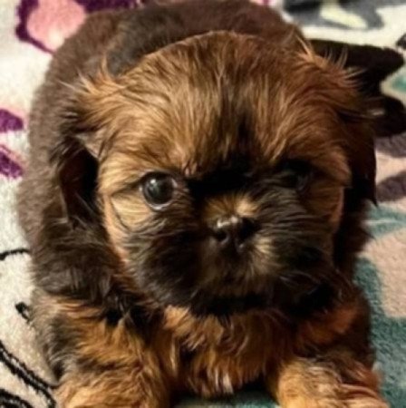 Shih tzu