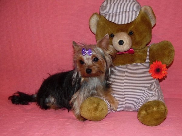 Yorkshire Terrier, Yorki