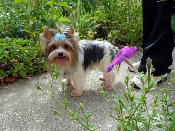 Biewer Yorkshire Terrier Yorki