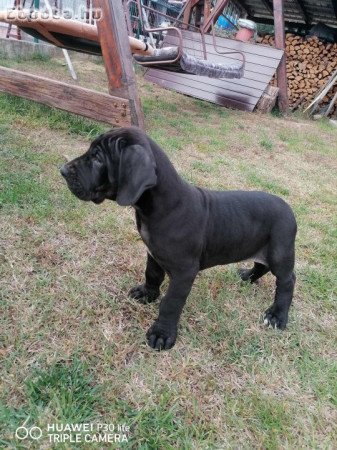 Nèmet Dog kiskutya eladó