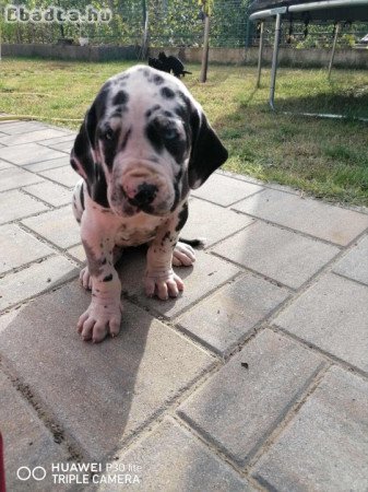 Nèmet Dog kiskutya eladó