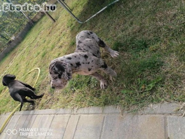 Nèmet Dog kiskutya eladó