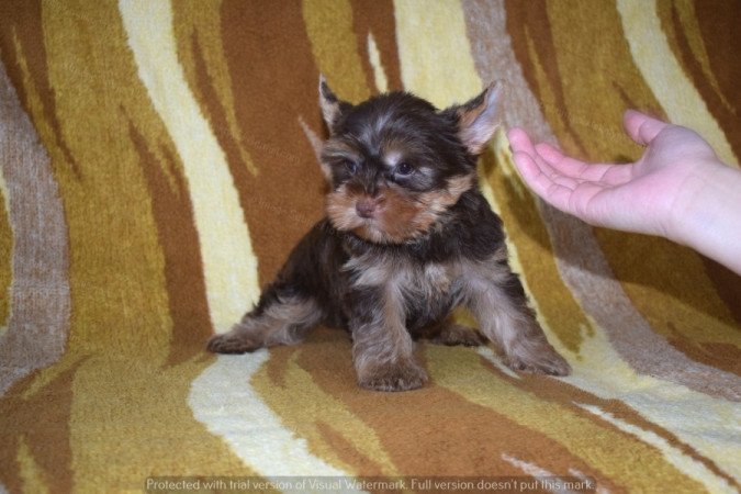 Yorkshire terrier