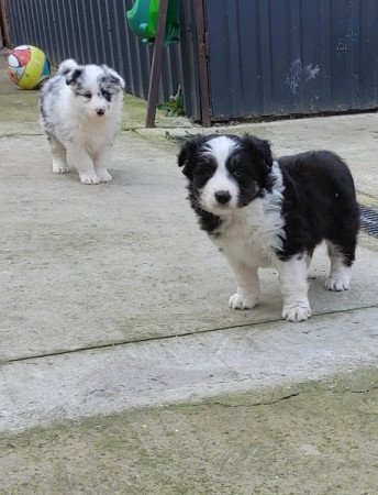 Border Collie