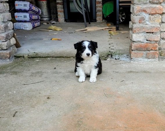 Border Collie