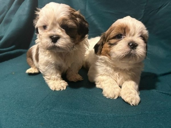 Shih-tzu