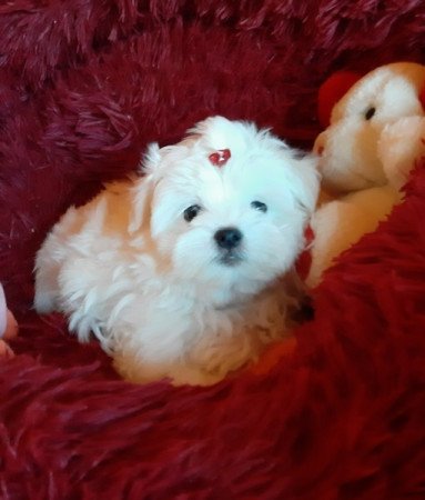 Bichon Havanese