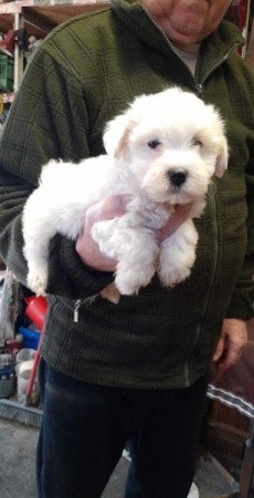 Bichon Havanese