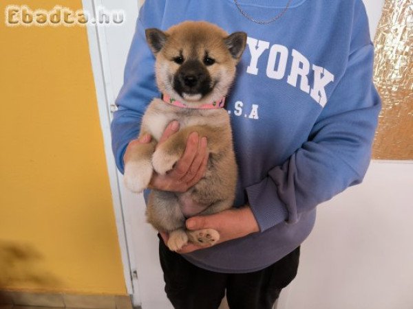 Shiba Inu gyönyörű törzskönyvezett kiskutyák