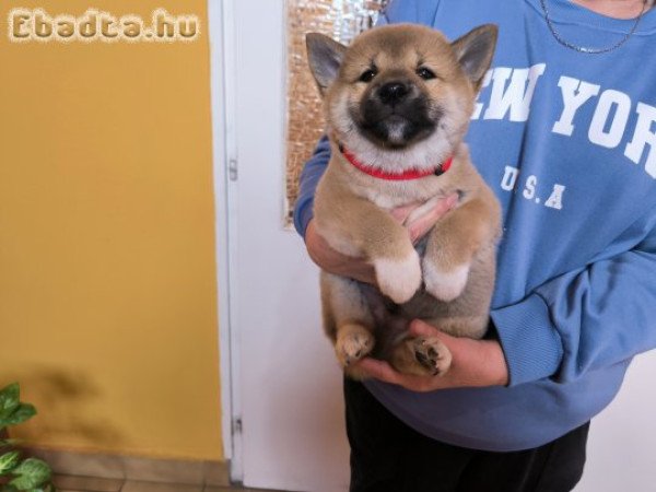 Shiba Inu gyönyörű törzskönyvezett kiskutyák