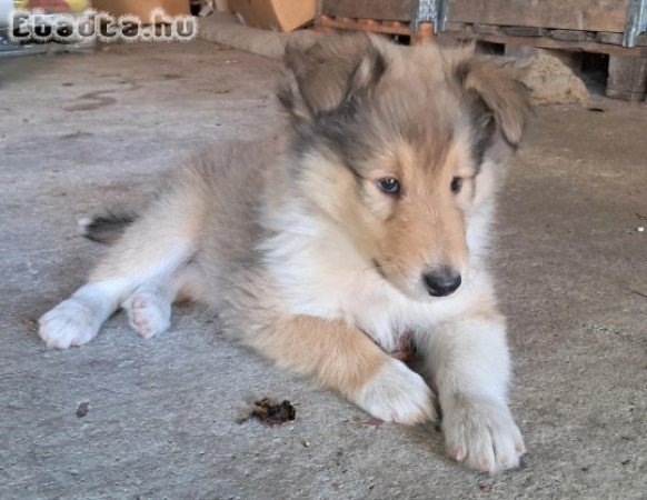 Eladó skótjuhász kiskutya