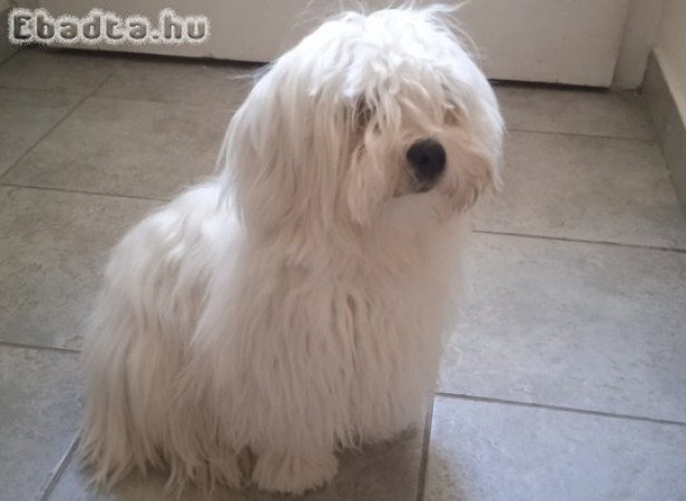 Selyem pincs fiúcska várja gazdiját