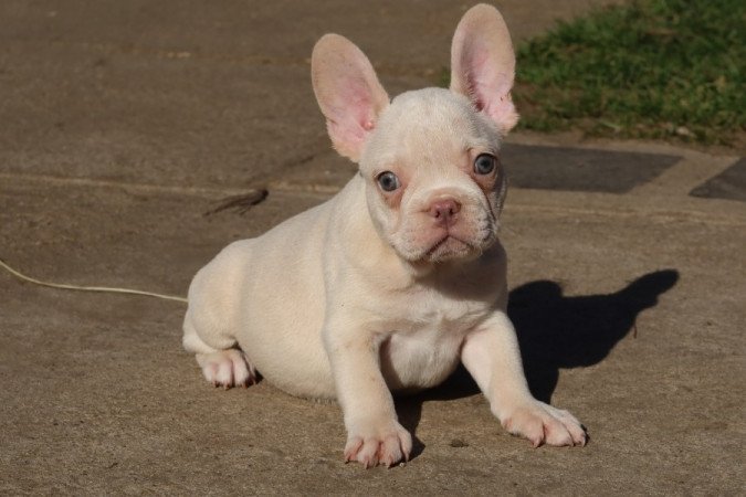 Francia bulldog