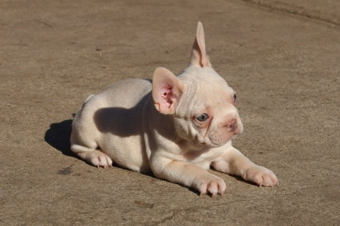 Francia bulldog