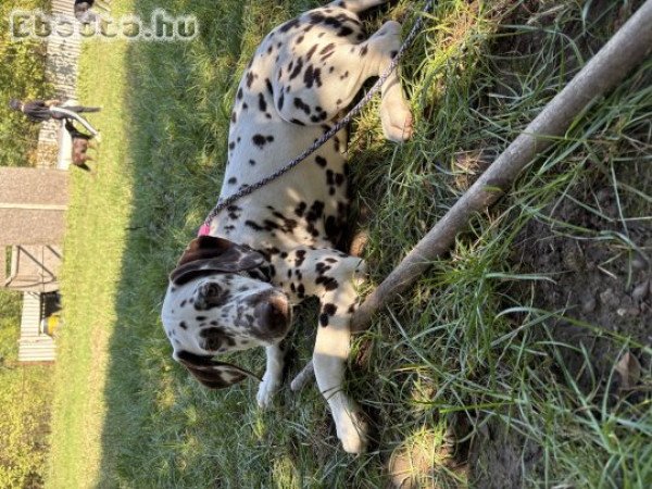 4 hónapos törzskönyves dalmaták