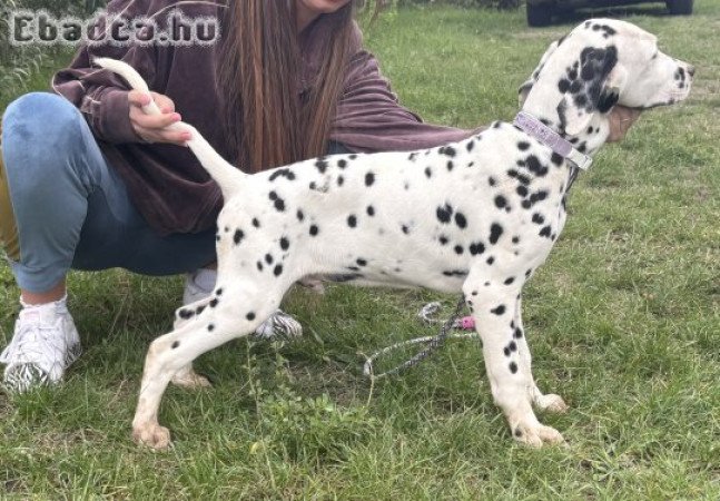 4 hónapos törzskönyves dalmaták