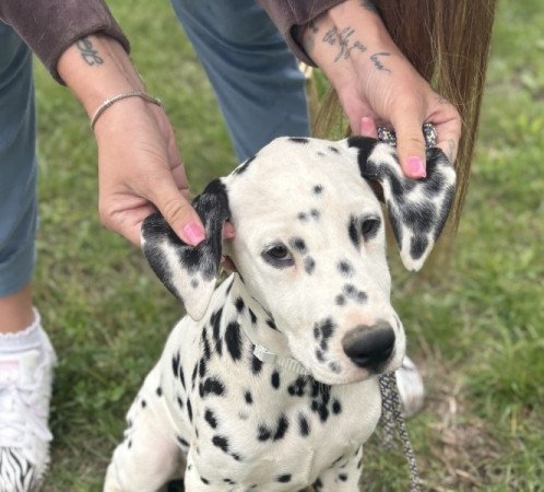 Dalmata