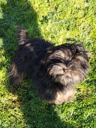 Bichon havanese