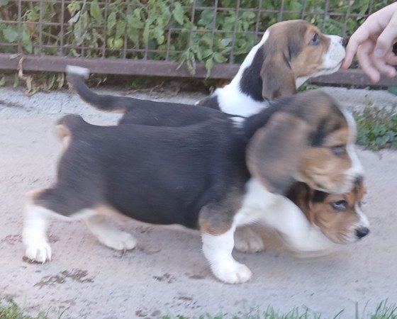Beagle