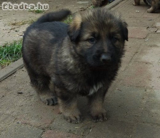 Ordas Németjuhász babák