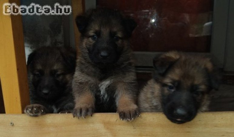 Ordas Németjuhász babák