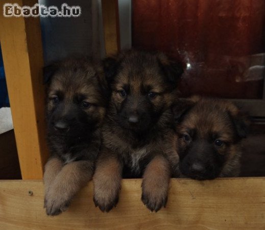 Ordas Németjuhász babák